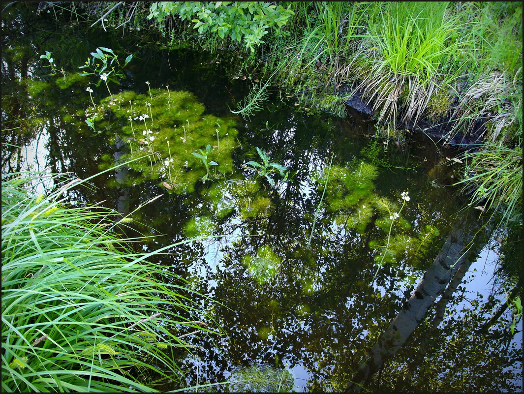 Просто канава у дороги - lady v.ekaterina Просто канава у дороги - lady v.ekaterina