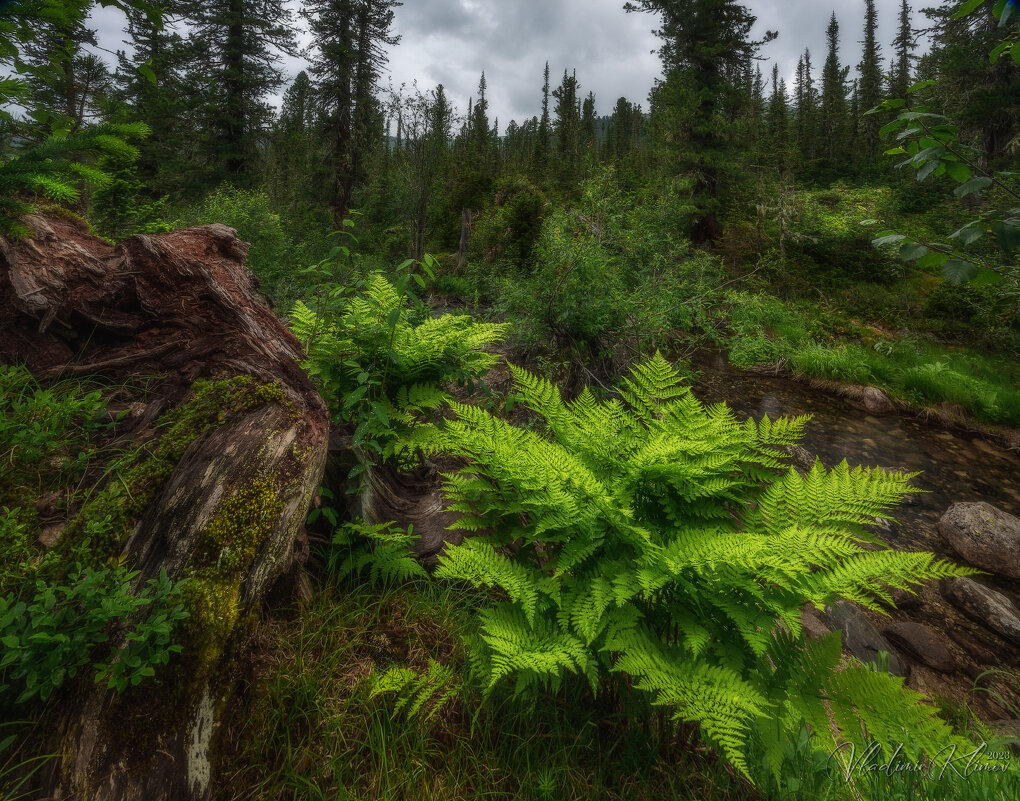О жителях р. Тушканчик. - Vladimir K