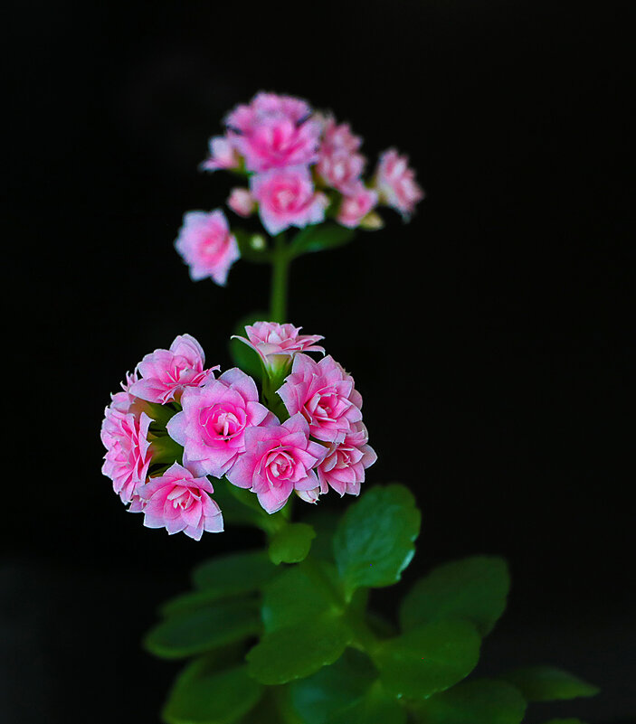 Каланхоэ... цветёт всю зиму - Светлана 