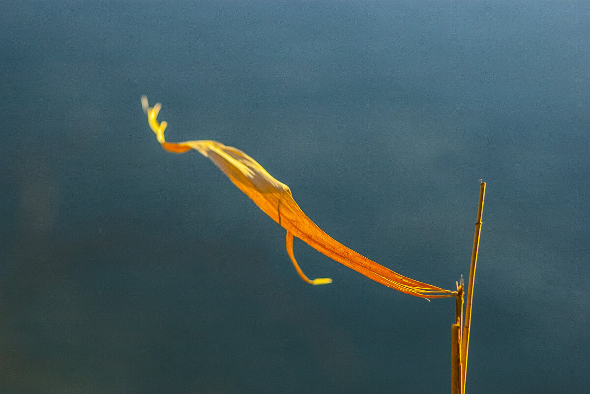 Трава на Днестре - Коля Лукашов Трава на Днестре - Коля Лукашов