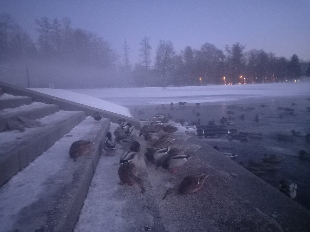 Утки - Сапсан 