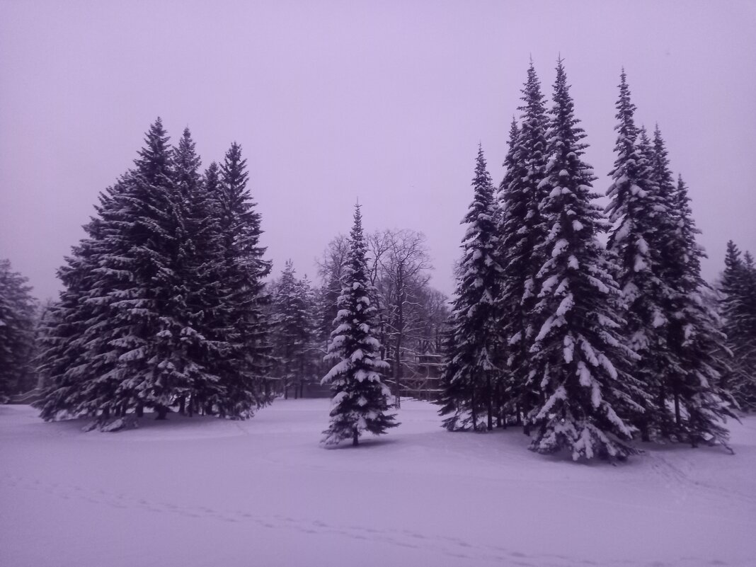 Зима - Сапсан 