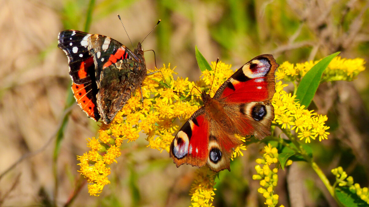 опять про бабочек 363 - Александр Прокудин опять про бабочек 363 - Александр Прокудин