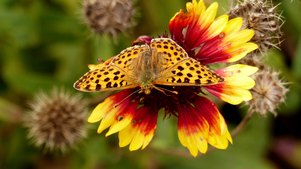 опять про бабочек 367 - Александр Прокудин