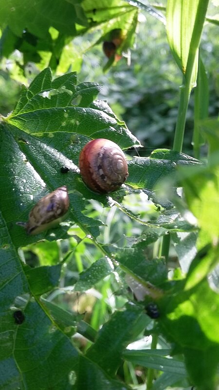 ***после дождя*** - Olga Oskolkova