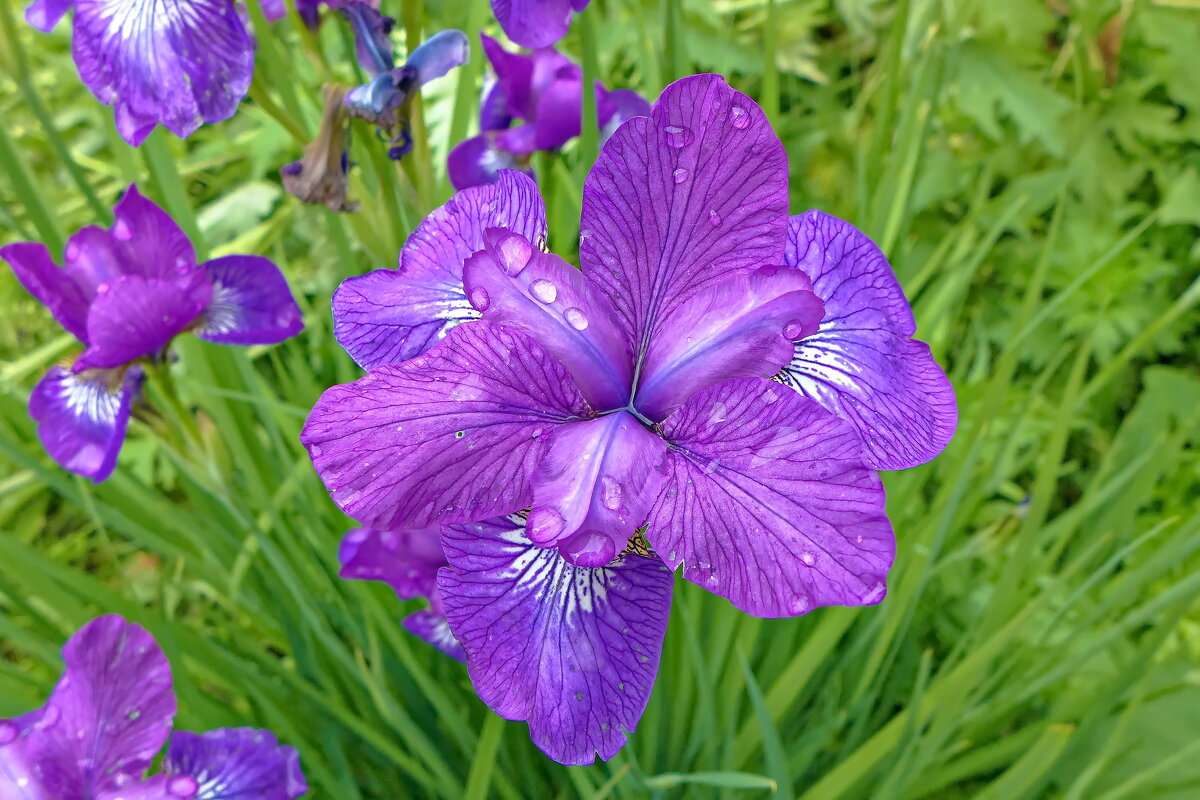 Ирис - Валерий Судачок Ирис - Валерий Судачок