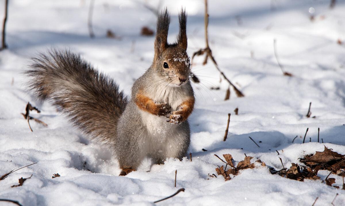 *** - Владимир Безбородов