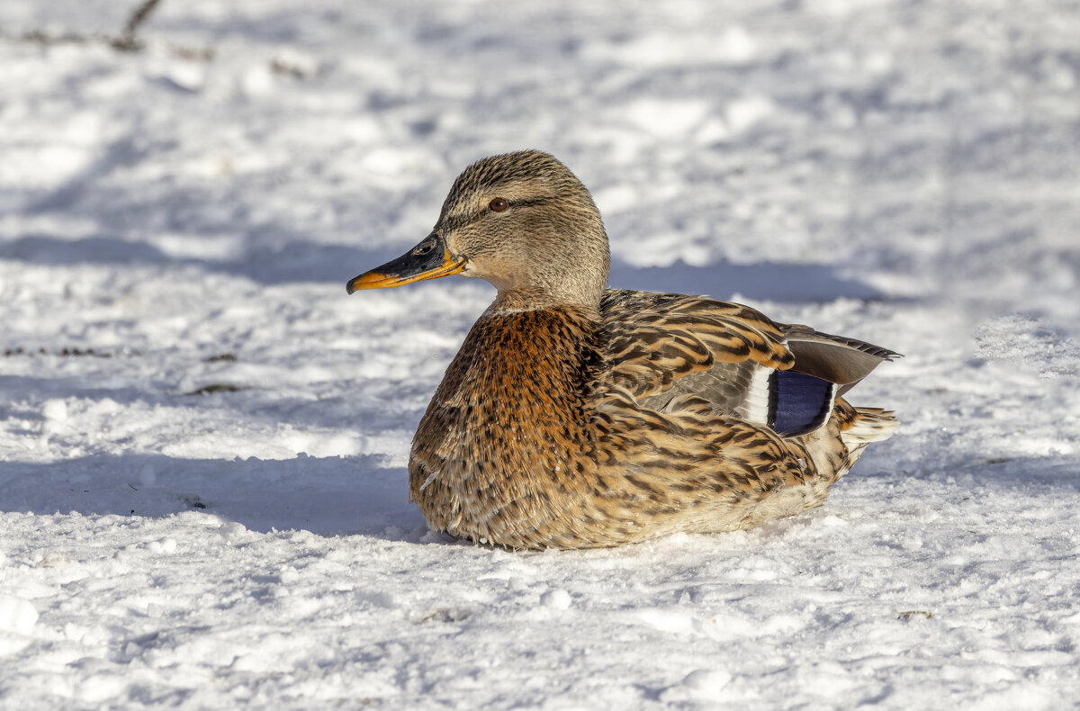 кряква на снегу - юрий макаров кряква на снегу - юрий макаров