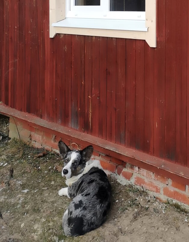 Чак на даче. - Ольга Довженко Чак на даче. - Ольга Довженко