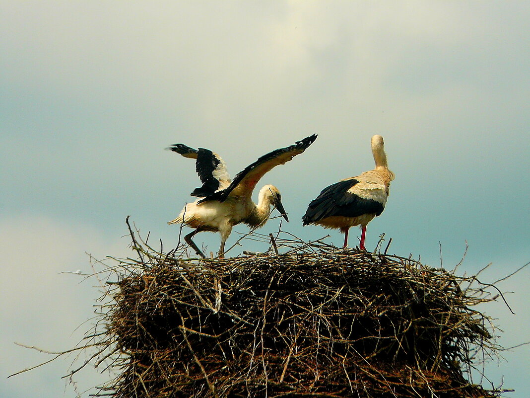 Семья Белоруссия - олег свирский Семья Белоруссия - олег свирский
