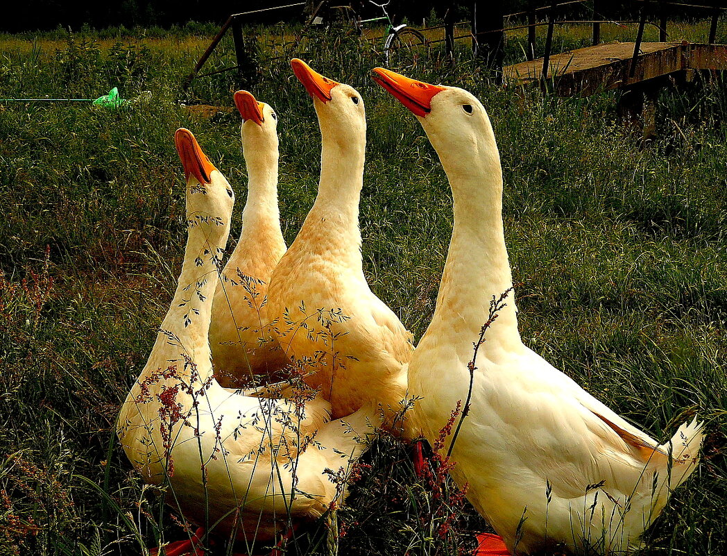 Белорусский Мотив - олег свирский Белорусский Мотив - олег свирский