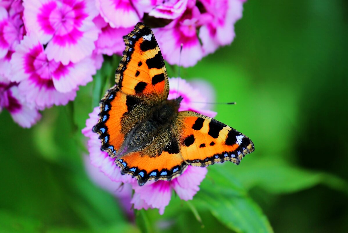 Доброе утро - Юрий. Шмаков