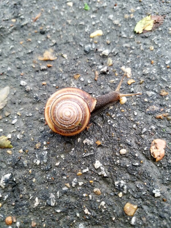 Улита едет, когда-то будет - red-cat.25 red-cat.25