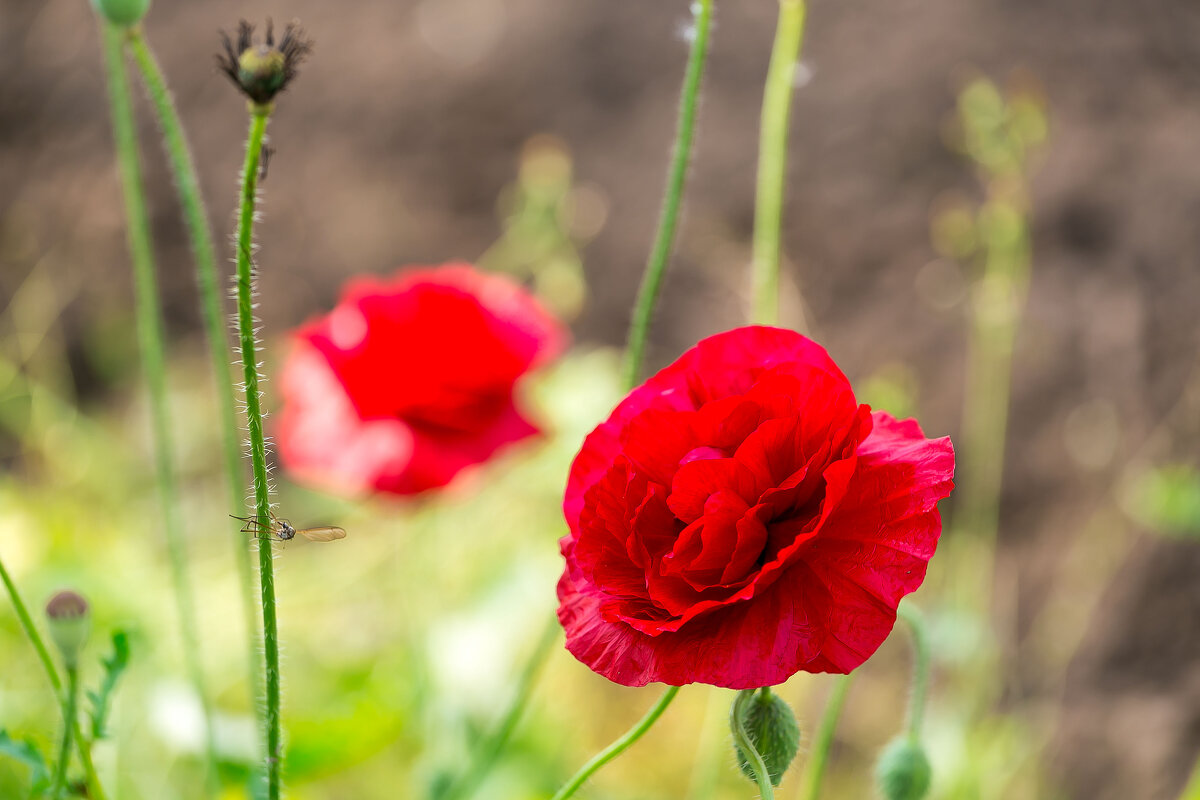 Цветы - Александр Силинский Цветы - Александр Силинский