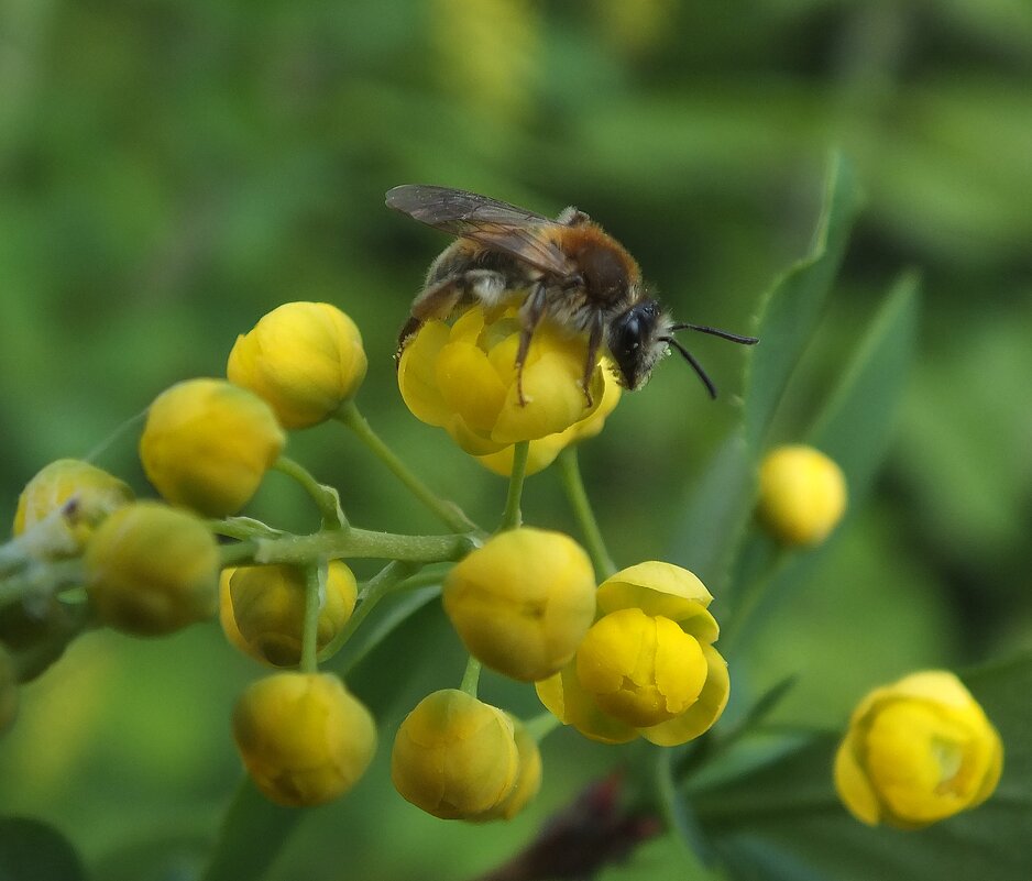 ** - Зоя Мишина ** - Зоя Мишина