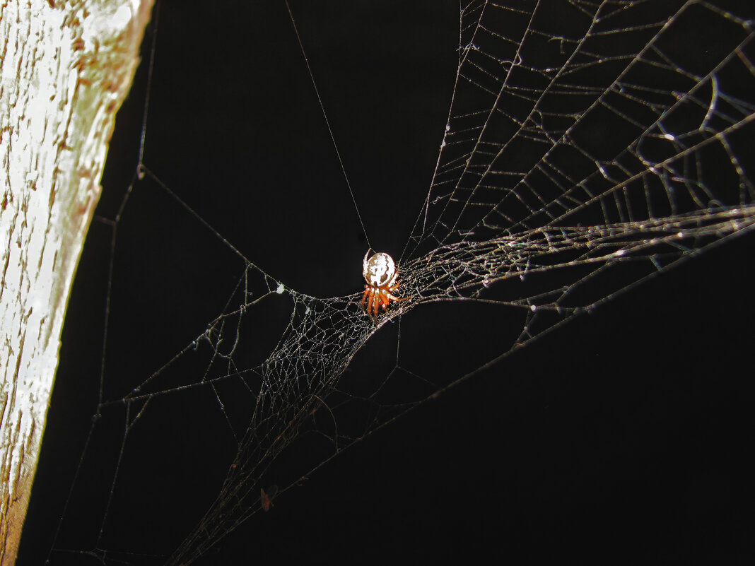 Паучок на даче - Джованни Луче