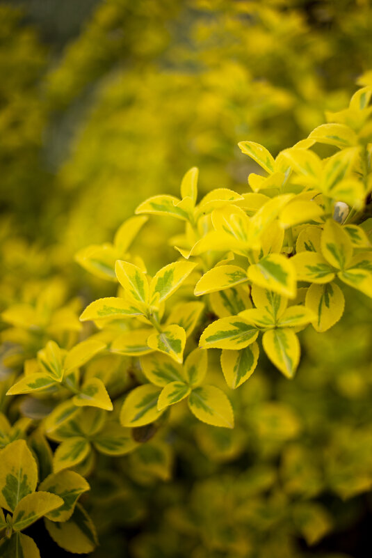 *** - Яна Горбунова *** - Яна Горбунова