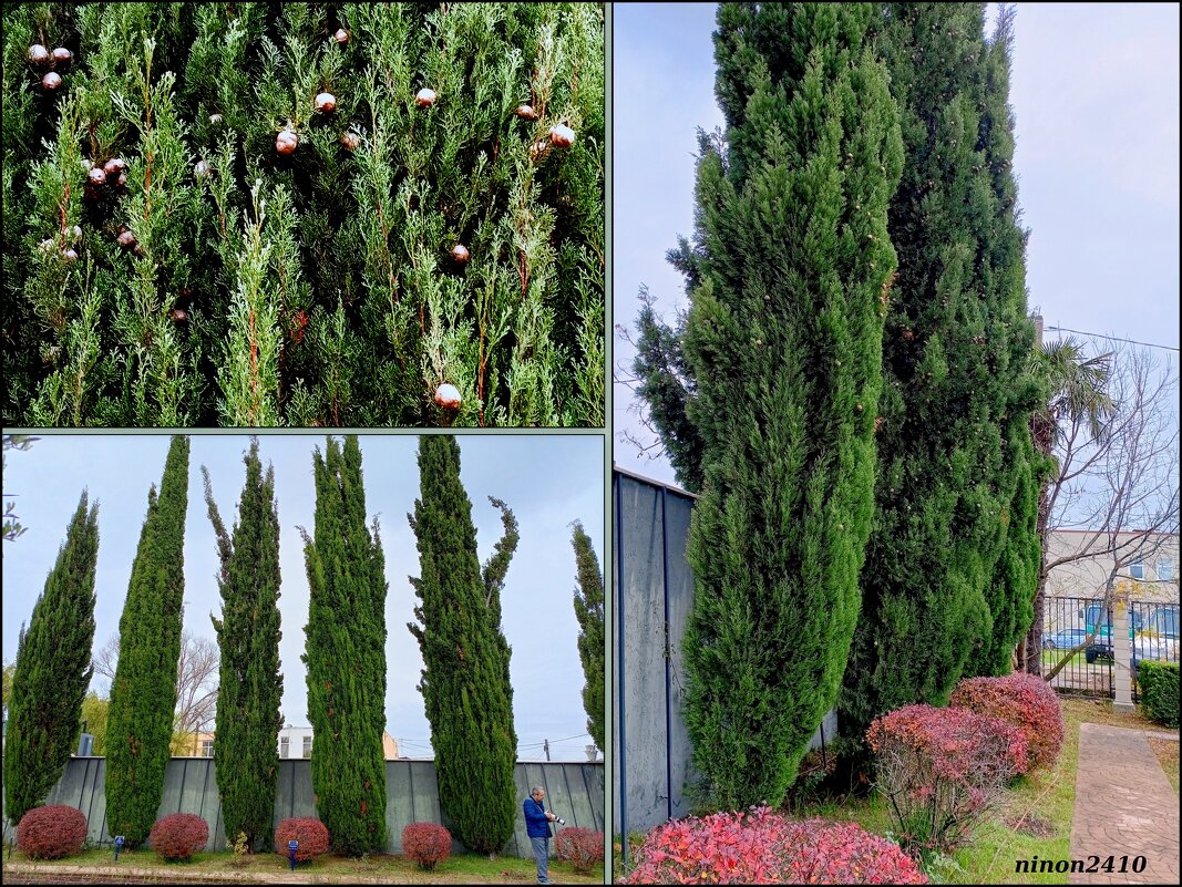 Адлер. Дендропарк "Южные культуры" - Нина Бутко Адлер. Дендропарк "Южные культуры" - Нина Бутко