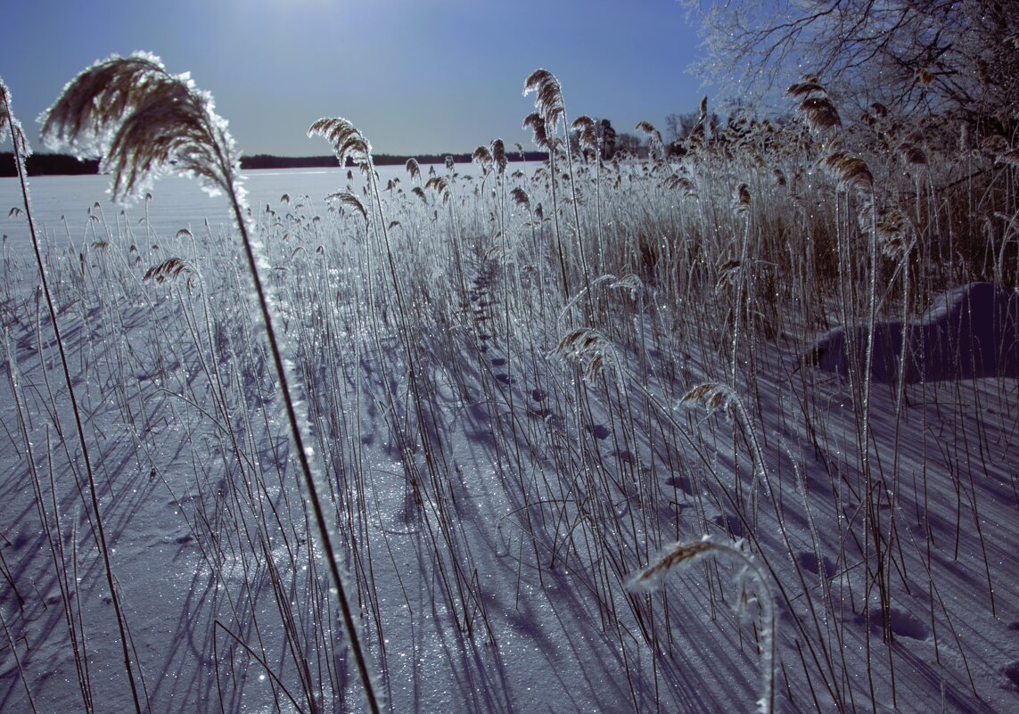 Февральские тени - liudmila drake Февральские тени - liudmila drake