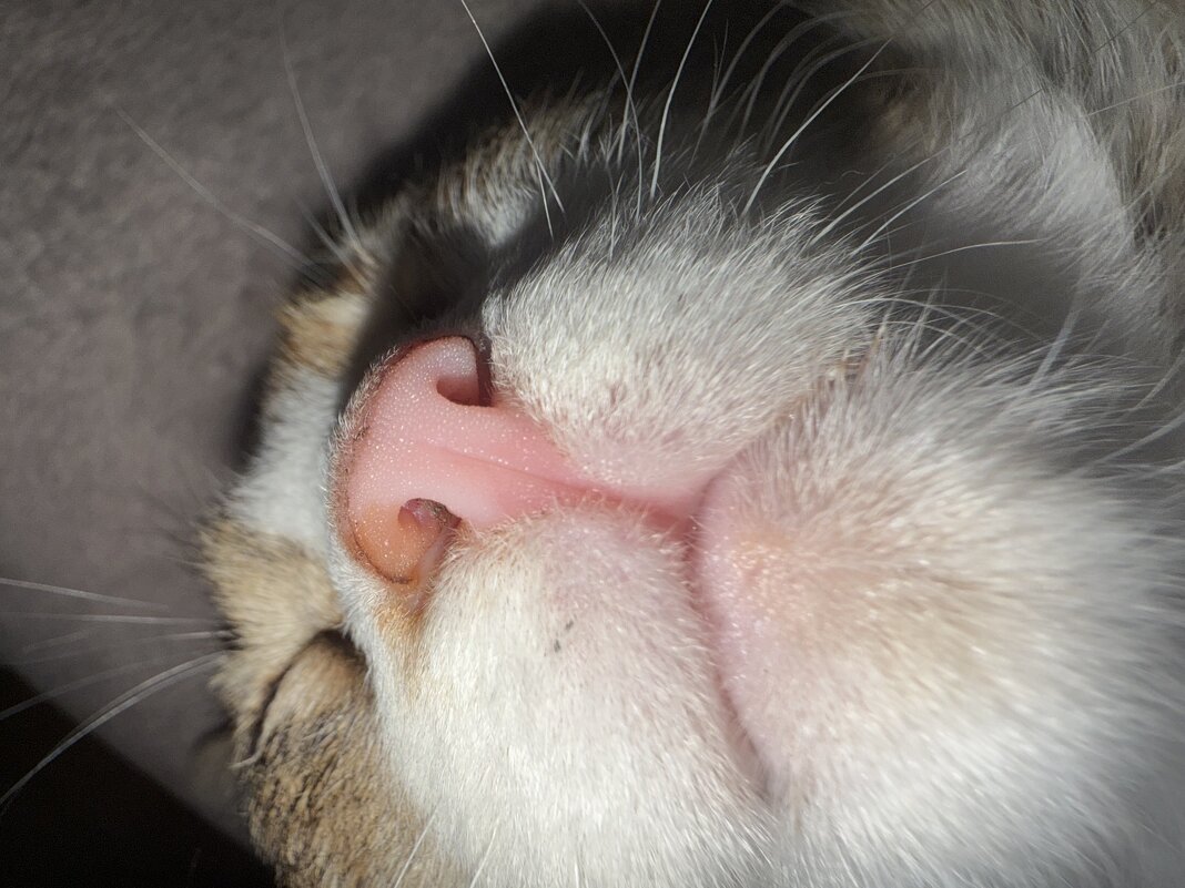 Носик. - Валентина .