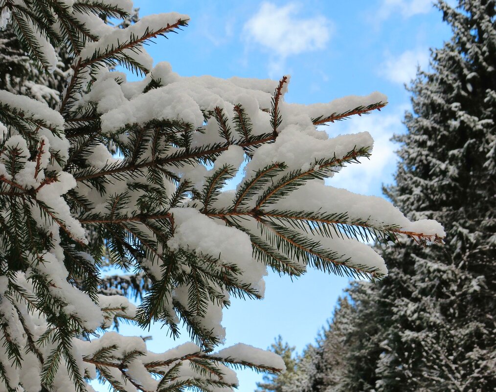 Снежная веточка - Андрей Снегерёв Снежная веточка - Андрей Снегерёв