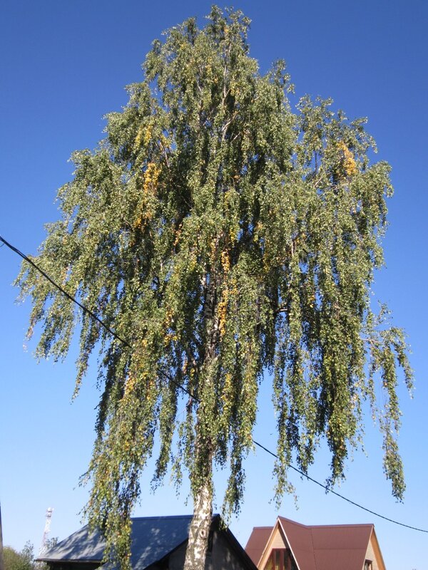 Разбросала косы русые берёза - Дмитрий Никитин