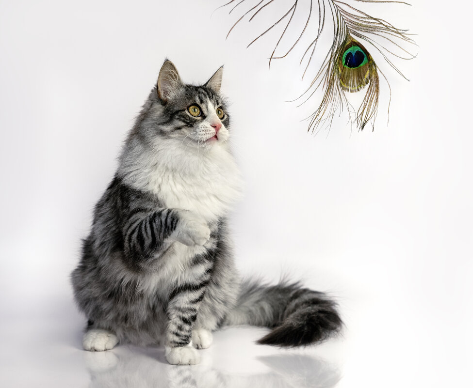 *** - Viktoria Anufrieva