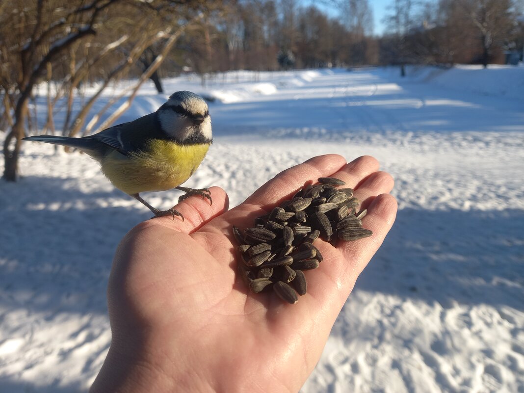Лазоревка - Сапсан 