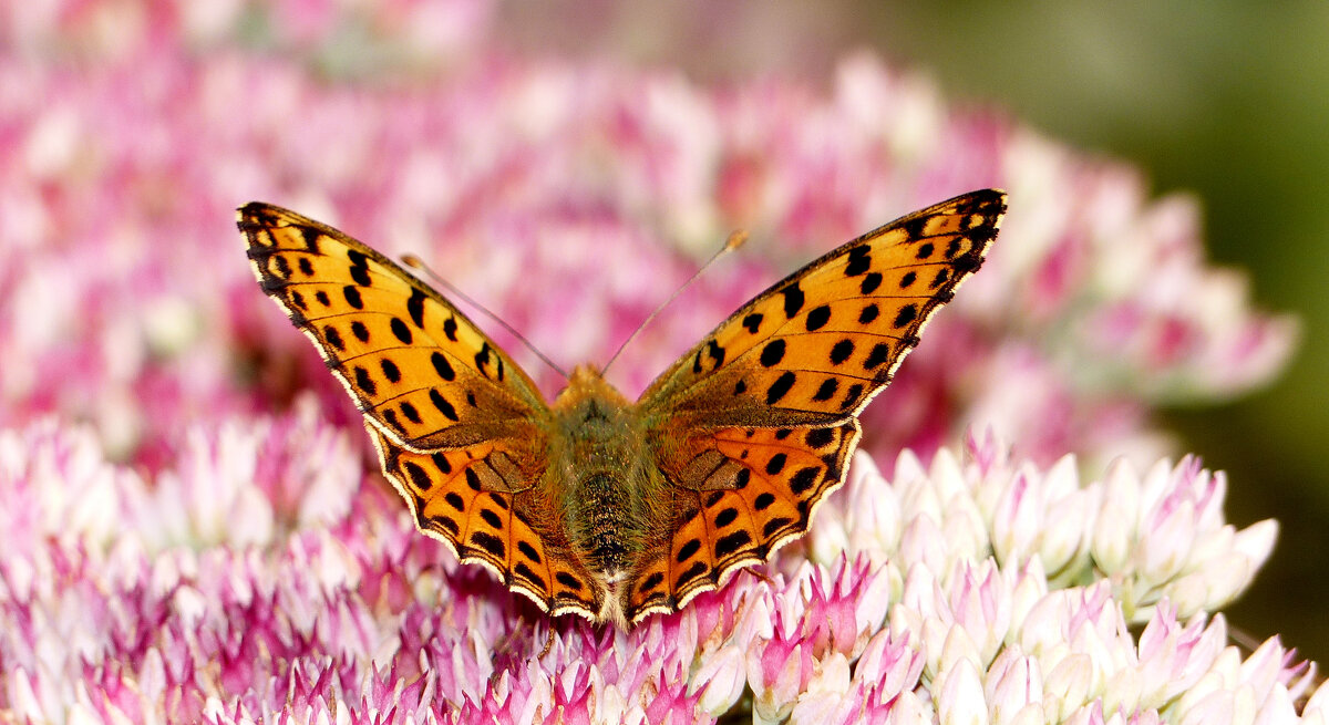 опять про бабочек 369 - Александр Прокудин опять про бабочек 369 - Александр Прокудин