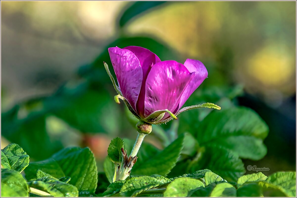 Про цветы... - Aquarius - Сергей Про цветы... - Aquarius - Сергей