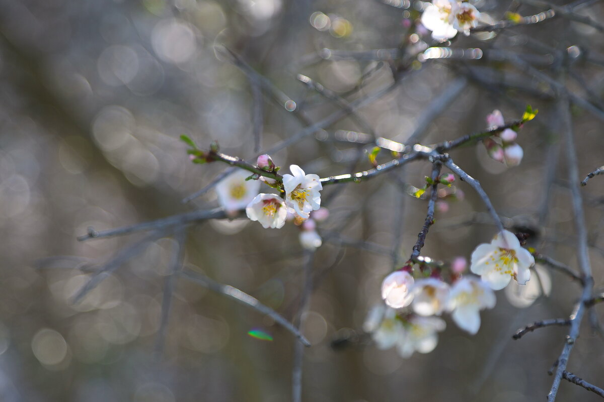 Миндаль в цвету. - Оля Богданович Миндаль в цвету. - Оля Богданович