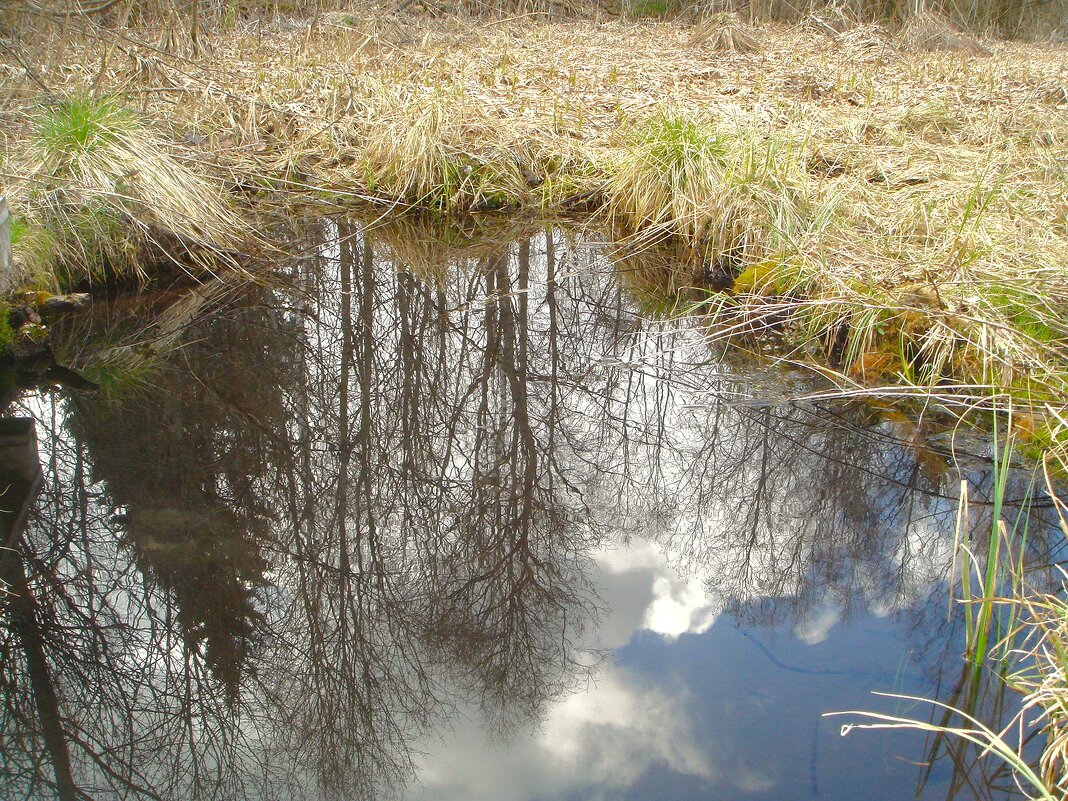 *** лесной пруд *** - Olga Oskolkova *** лесной пруд *** - Olga Oskolkova