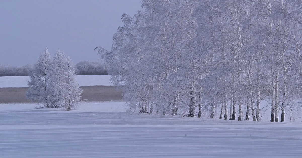 Березы в инее. - сергей ермошкин Березы в инее. - сергей ермошкин
