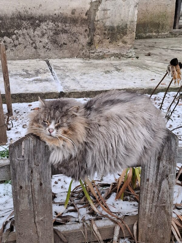 Дремота... - Владимир Волик Дремота... - Владимир Волик