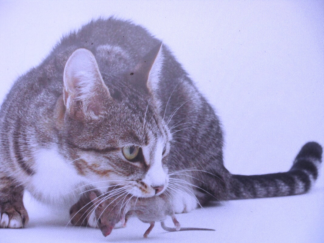 Попалась мышка - Людмила Смородинская Попалась мышка - Людмила Смородинская