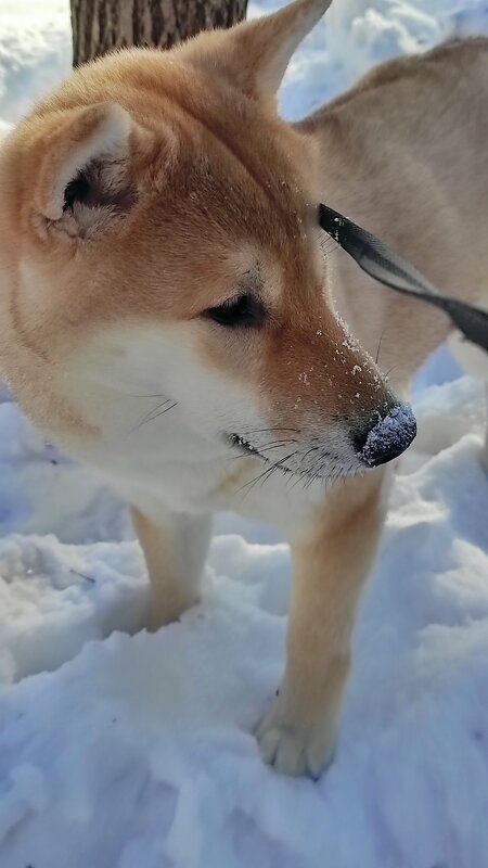 Снежный нос - Татьяна Лютаева