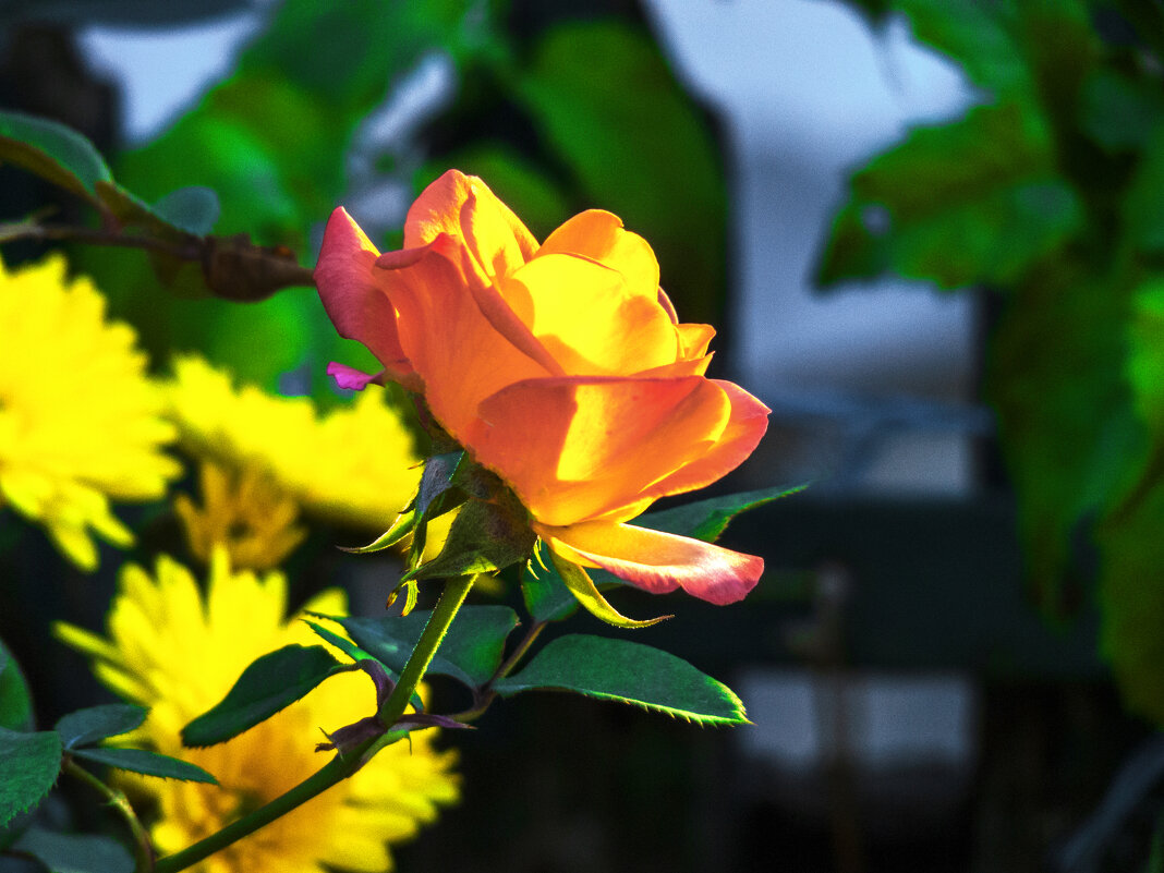 * - Валентин Семчишин