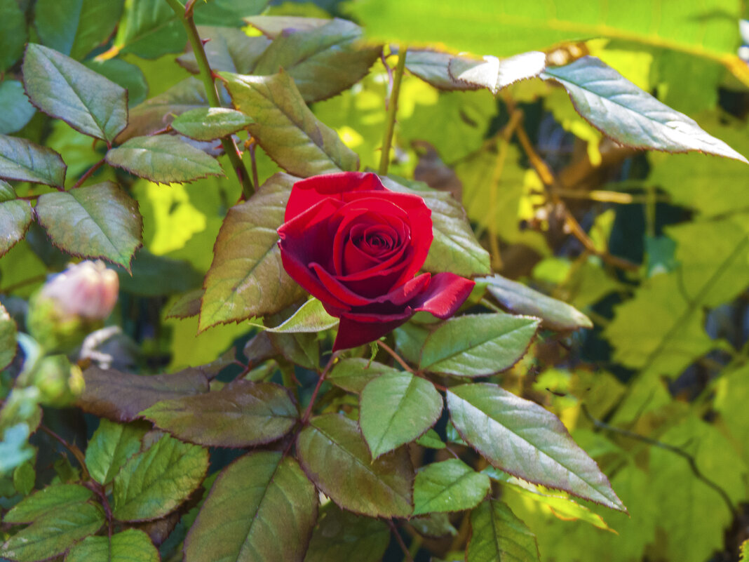 Бархатная    розочка - Валентин Семчишин