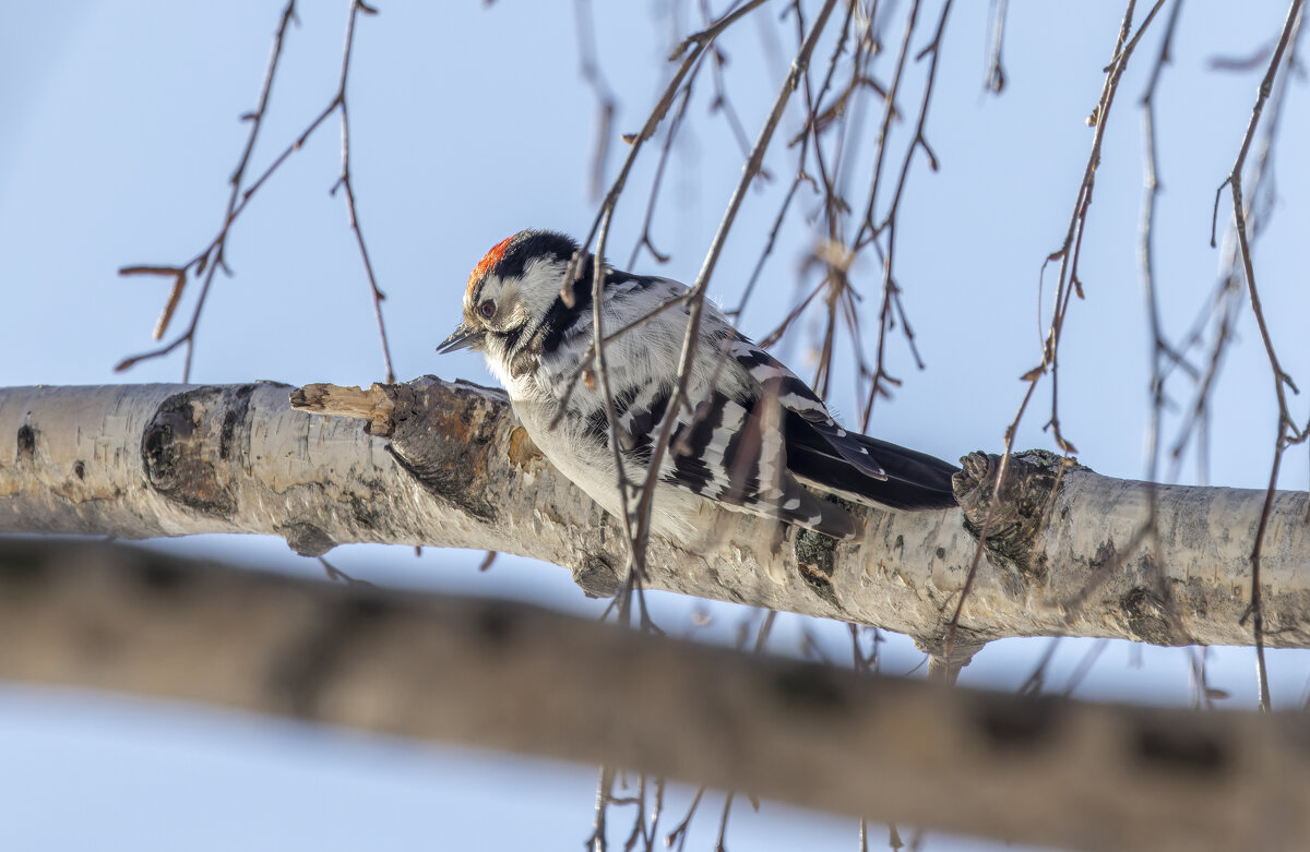 малый пестрый дятел. - юрий макаров