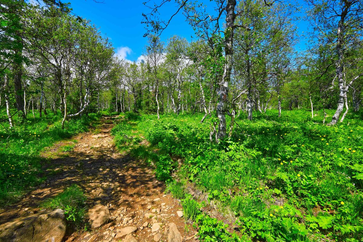 Дорога в лето. - Юрий кот