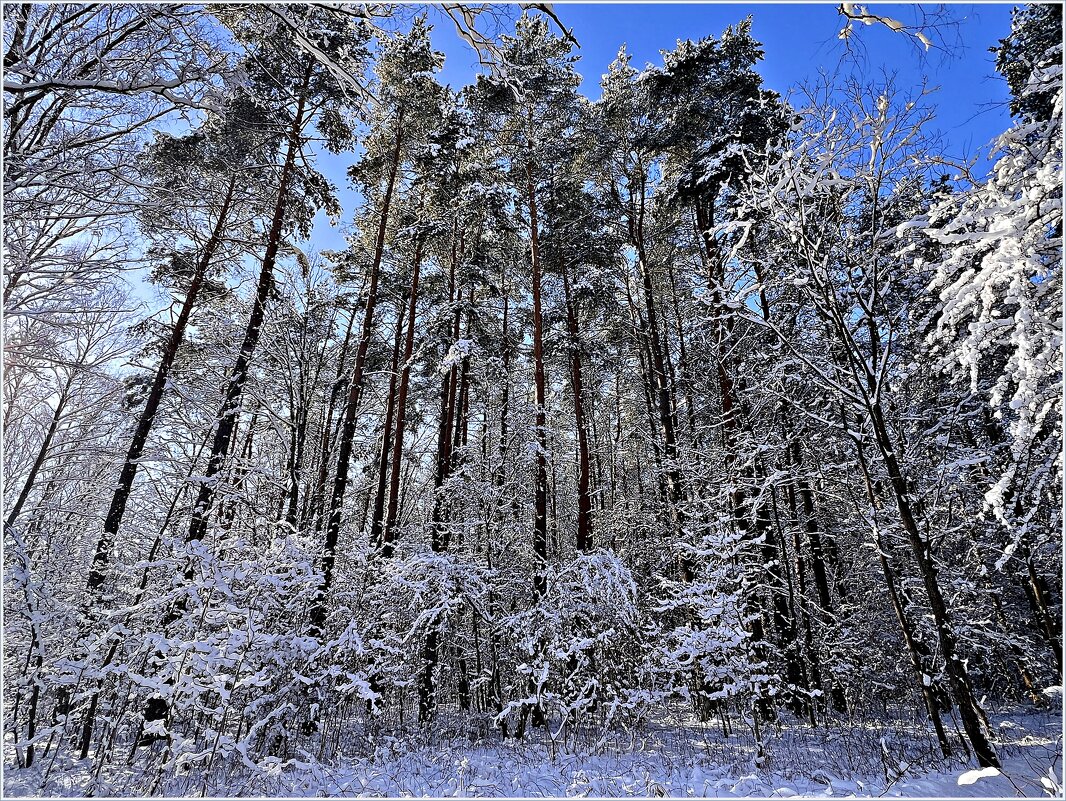 Февральский лес. - Валерия Комова
