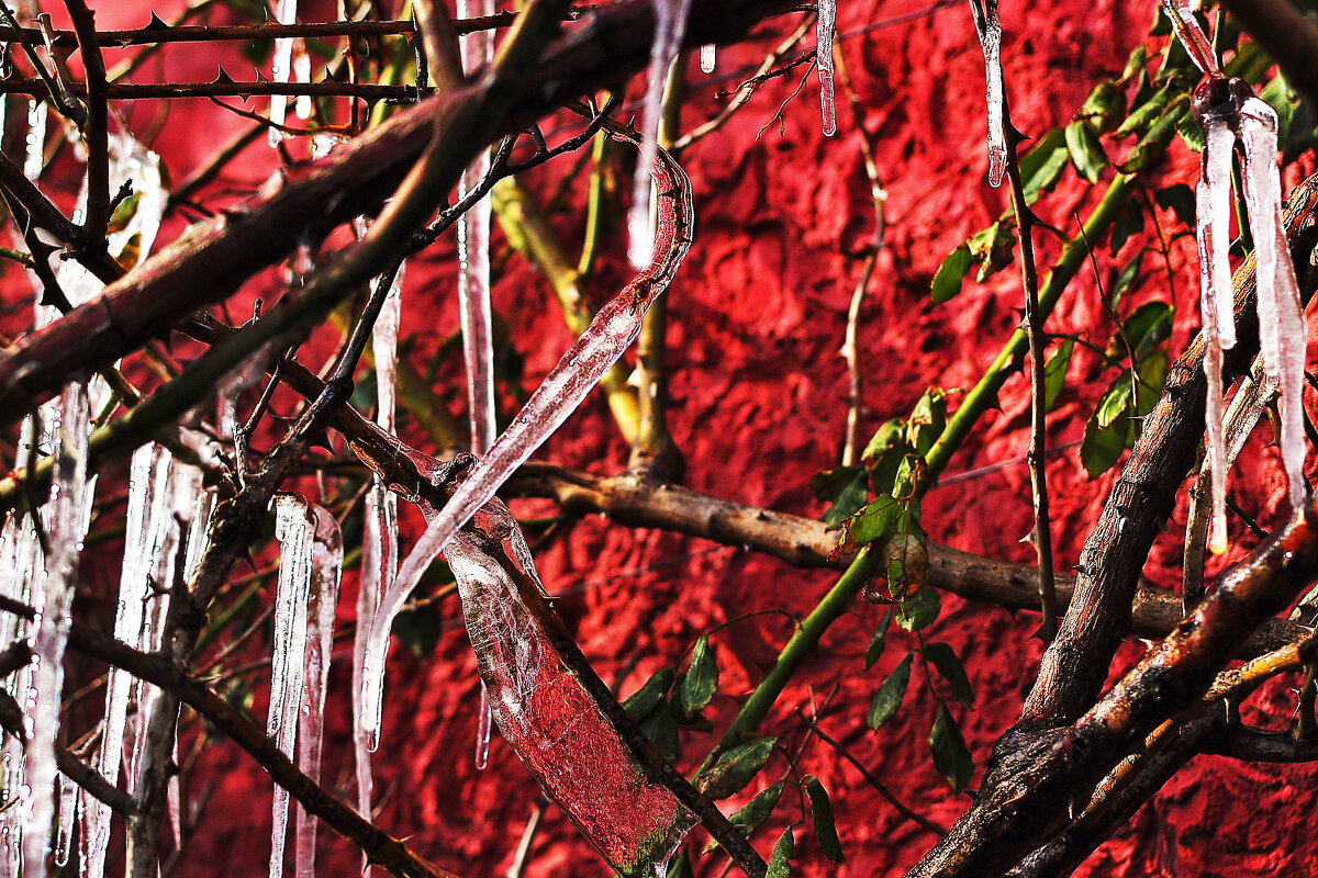 Сосульки на розах - Юрий Гайворонскiий Сосульки на розах - Юрий Гайворонскiий