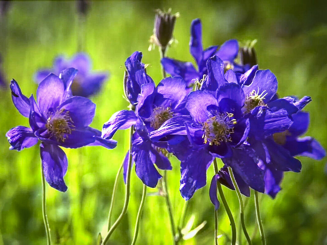 Водосбор сибирский - Aleksey Afonin Водосбор сибирский - Aleksey Afonin