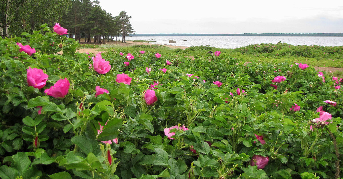 Шиповник на берегу - Александр Ильчевский 