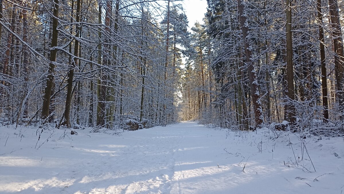 В лесу - Татьяна Тюменка