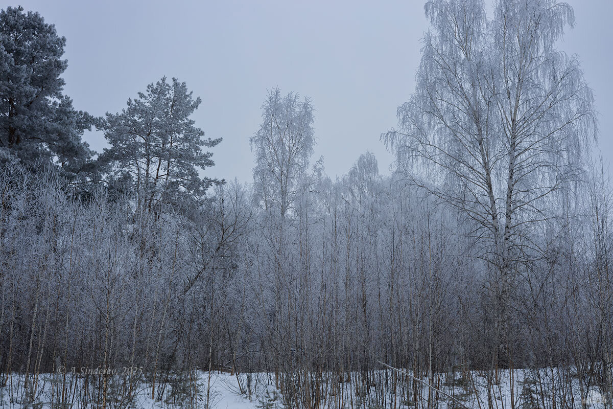 Посеребрённые зимние деревья - Александр Синдерёв
