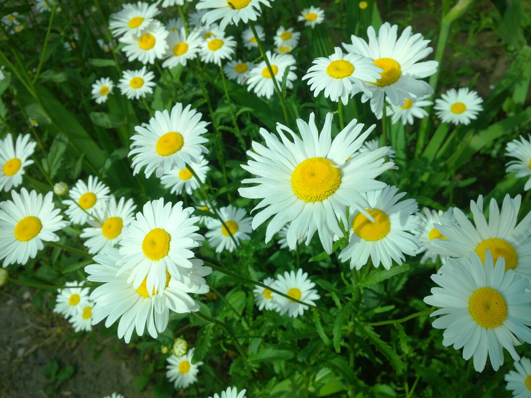 ,,, - Сергей Тимоновский ,,, - Сергей Тимоновский