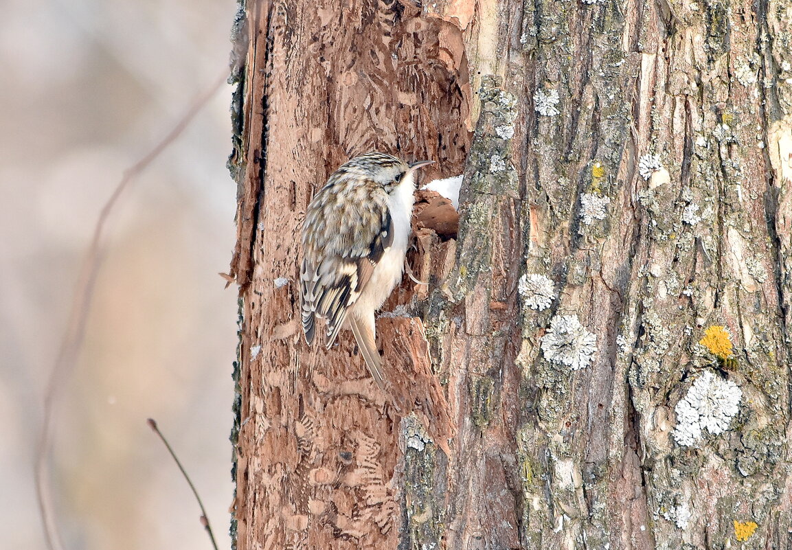 Пищуха - Алексей . Пищуха - Алексей .