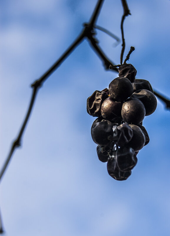 ICE WINE - Коля Лукашов