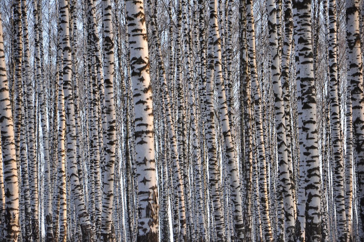 Берёзовый рай. - Михаил Колосов Берёзовый рай. - Михаил Колосов